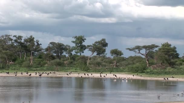 Vahşi kuşları Afrika Botsvana Gölü kıyısında — Stok video
