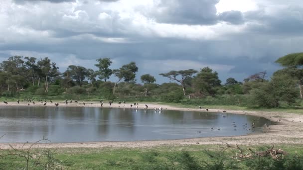 Volně žijící ptáci Afriky pobřeží jezera Botswana — Stock video