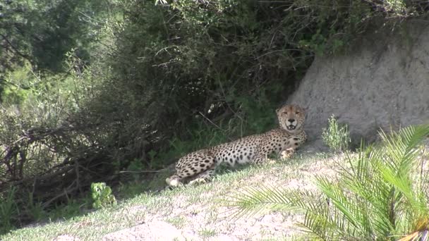 Cheetah Botswana África savana animal selvagem mamífero — Vídeo de Stock