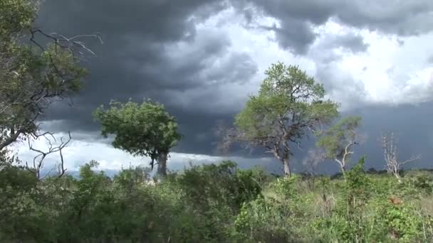 Αφρικανική σαβάνα άνεμος ουρανό δέντρο — Αρχείο Βίντεο