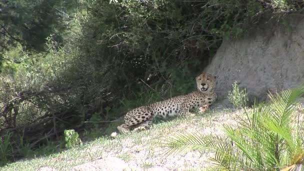 Cheetah Botswana África sabana animal salvaje mamífero — Vídeo de stock