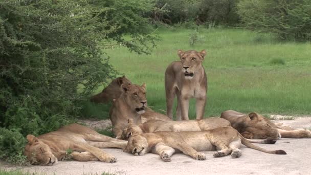 Lejon vilt farliga däggdjur Afrika savann Kenya — Stockvideo