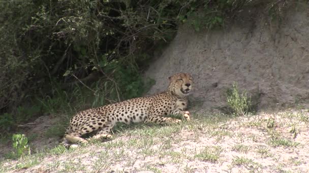 Cheetah Botswana África sabana animal salvaje mamífero — Vídeos de Stock