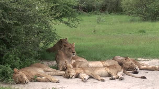 Лев - дикий ссавець африканська савана Кенія — стокове відео