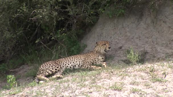Cheetah Botswana Africa savannah wild animal mammal — Stock Video