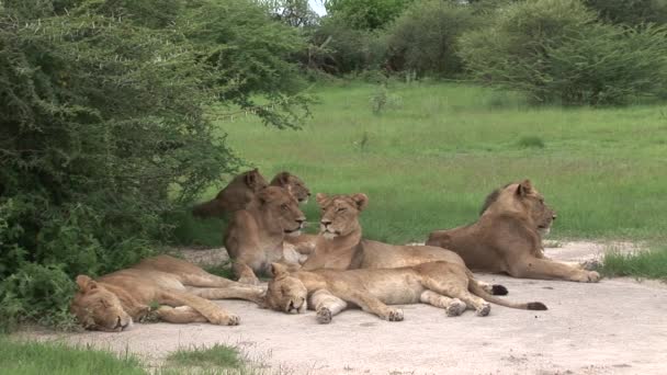 Lev divoký nebezpečný savec africká savana keňa — Stock video