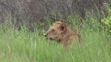 Aslan vahşi, tehlikeli memeli Afrika Savannah Kenya