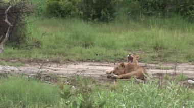 Aslan vahşi, tehlikeli memeli Afrika Savannah Kenya