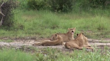 Aslan vahşi, tehlikeli memeli Afrika Savannah Kenya