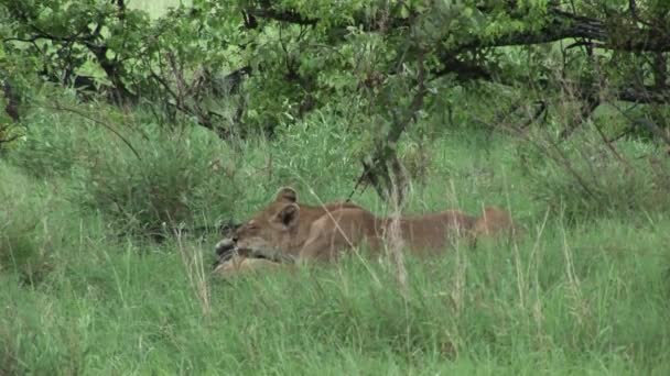 Lev divoký nebezpečný savec africká savana keňa — Stock video