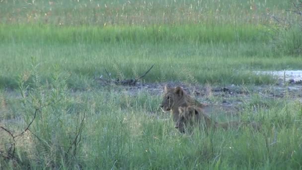 Lejon vilt farliga däggdjur Afrika savann Kenya — Stockvideo