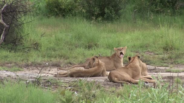 ライオン野生の危険な哺乳動物アフリカサバンナケニア — ストック動画