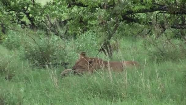 Lejon vilt farliga däggdjur Afrika savann Kenya — Stockvideo