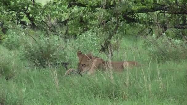 Leão selvagem perigoso mamífero áfrica savana Quênia — Vídeo de Stock