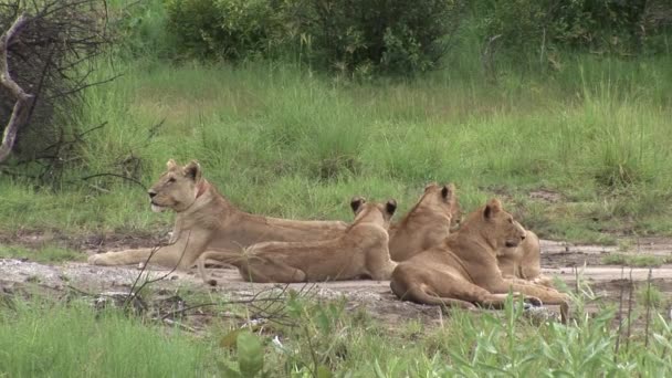 Leão selvagem perigoso mamífero áfrica savana Quênia — Vídeo de Stock