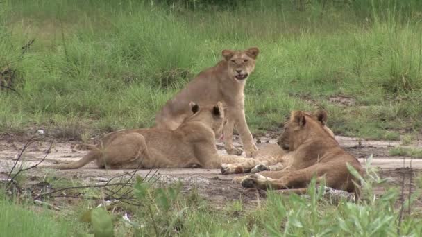 Lev divoký nebezpečný savec africká savana keňa — Stock video