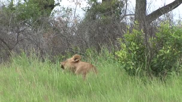 Leeuw wild gevaarlijk zoogdier africa savannah Kenia — Stockvideo