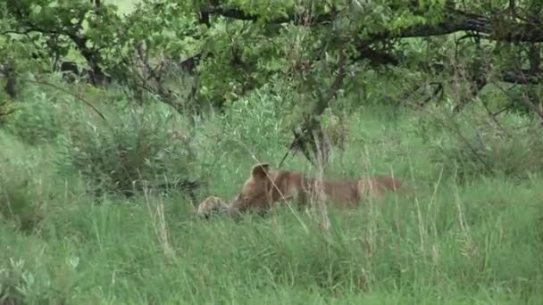 Lev divoký nebezpečný savec africká savana keňa