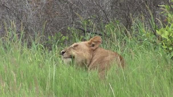 Lev divoký nebezpečný savec africká savana keňa — Stock video