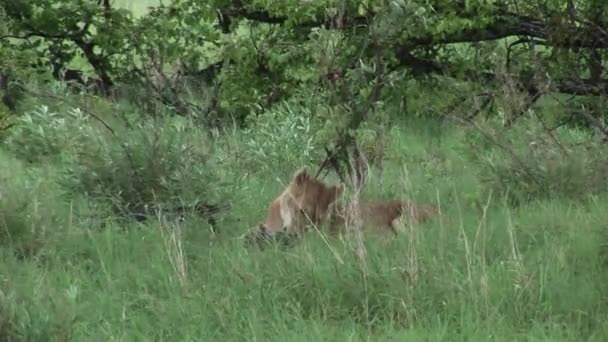 Leão selvagem perigoso mamífero áfrica savana Quênia — Vídeo de Stock