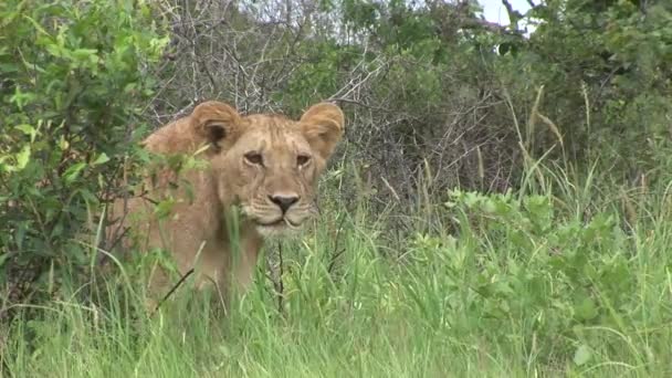 Leão selvagem perigoso mamífero áfrica savana Quênia — Vídeo de Stock