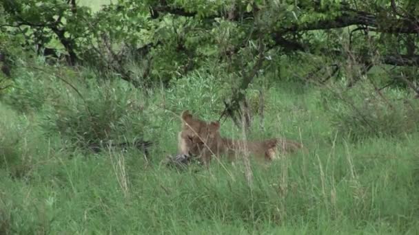 León salvaje peligroso mamífero África sabana Kenia — Vídeo de stock