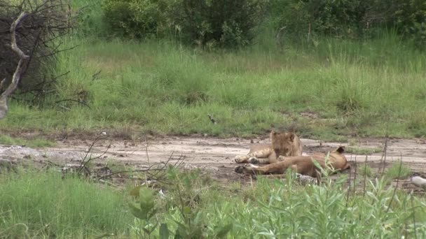 Lev divoký nebezpečný savec africká savana keňa — Stock video