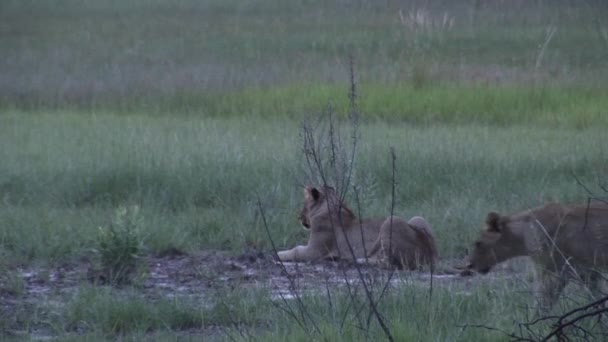 Oroszlán vad veszélyes emlős afrikai szavanna Kenya — Stock videók