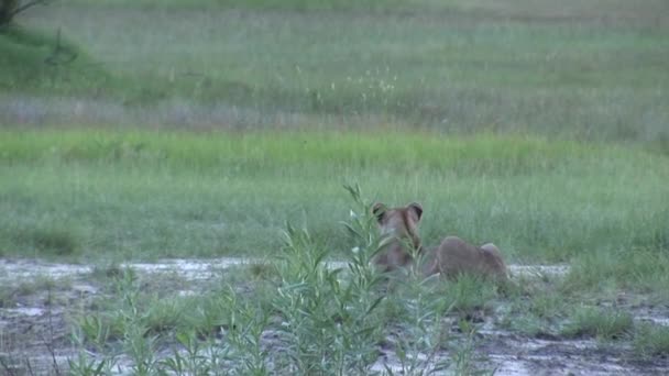 Leeuw wild gevaarlijk zoogdier africa savannah Kenia — Stockvideo