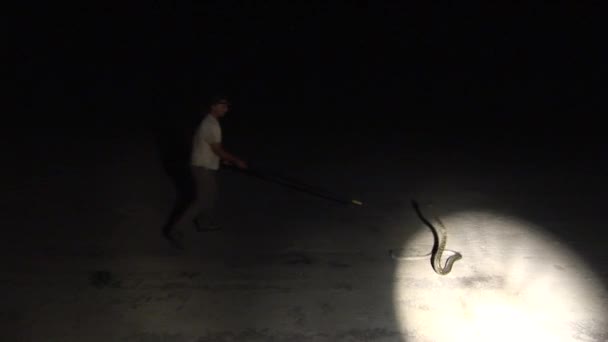 Человек с диким боа анаконда змея в африканской Кении саванна Африка — стоковое видео