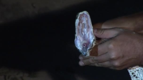 homme avec serpent boa anaconda sauvage en Afrique Kenya savane Afrique  