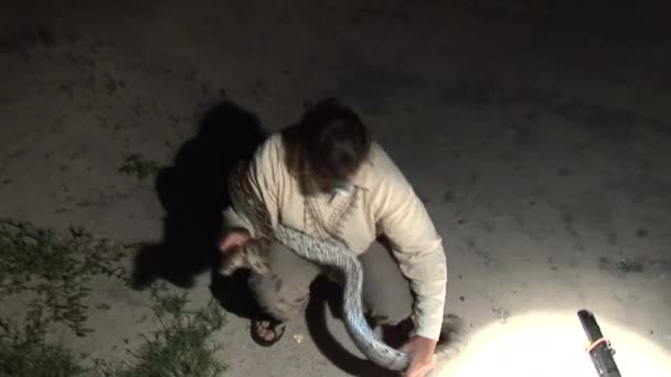 Homem com Wild boa anaconda serpente em África Quênia savana África — Vídeo de Stock