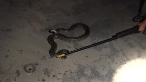 Hombre con serpiente anaconda boa salvaje en África Kenia sabana África — Vídeos de Stock