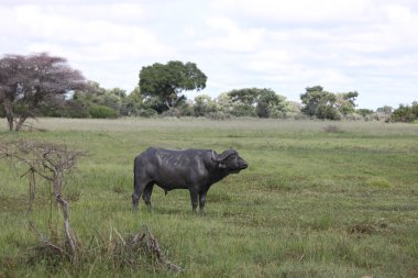 Vahşi Afrika Botsvana savannah Afrika Buffalo hayvan memeli