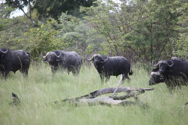 Wild Africa Botswana savannah African Buffalo animal mamifer — Fotografie, imagine de stoc