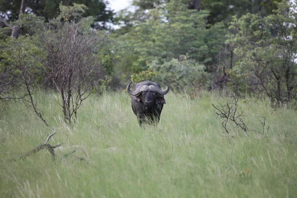 Дикая Африка Ботсвана Саванна Африканское млекопитающее буффало — стоковое фото