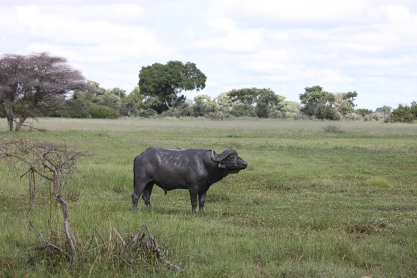 野生アフリカ ボツワナ サバンナ アフリカ水牛動物哺乳類 — ストック写真