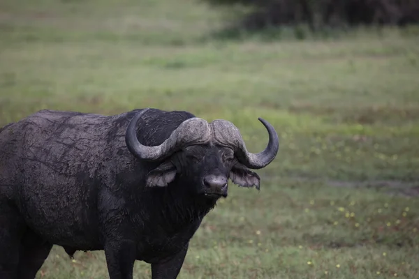 Wild Africa Botswana savannah African Buffalo mamífero animal —  Fotos de Stock