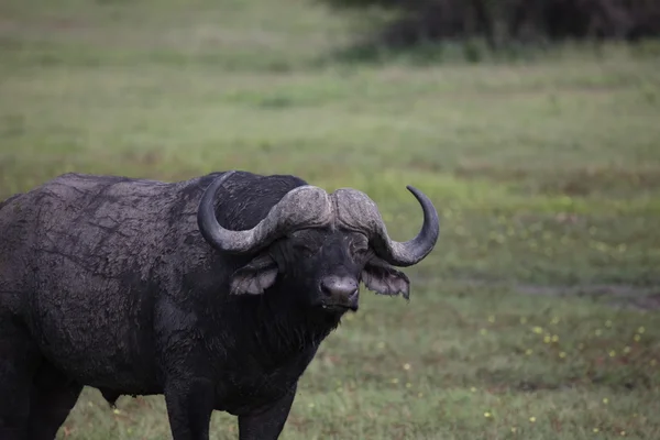 Dzika Afryka Botswana savannah bawoły afrykańskie zwierzę ssak — Zdjęcie stockowe