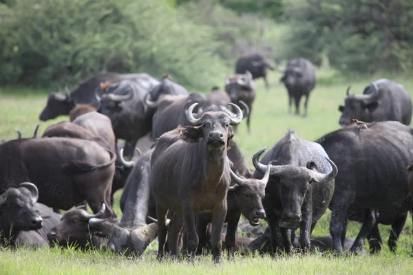 África Selvagem Botsuana savana Africano Buffalo animal mamífero — Fotografia de Stock