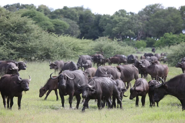 África Selvagem Botsuana savana Africano Buffalo animal mamífero — Fotografia de Stock