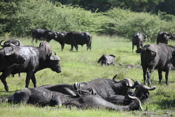 África Selvagem Botsuana savana Africano Buffalo animal mamífero — Fotografia de Stock