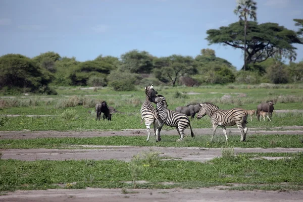 Zebra botswana africa savannah wild animal picture — Stockfoto