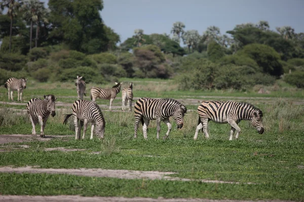 Zebra Botswana Afrika savanne wilde dieren foto — Stockfoto