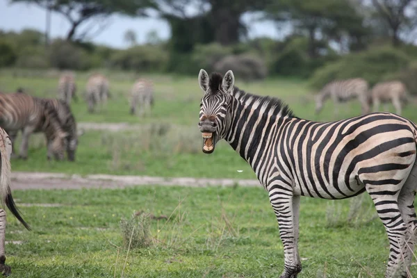 얼룩말 보츠와나 아프리카 사바나 야생 동물 사진 — 스톡 사진