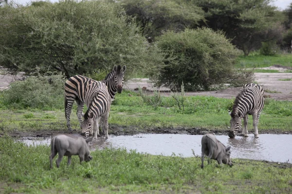 Zebra Botswana Afrika savanne wilde dieren foto — Stockfoto