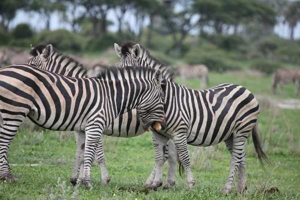 ゼブラ ボツワナ アフリカ サバンナ野生動物の写真 — ストック写真
