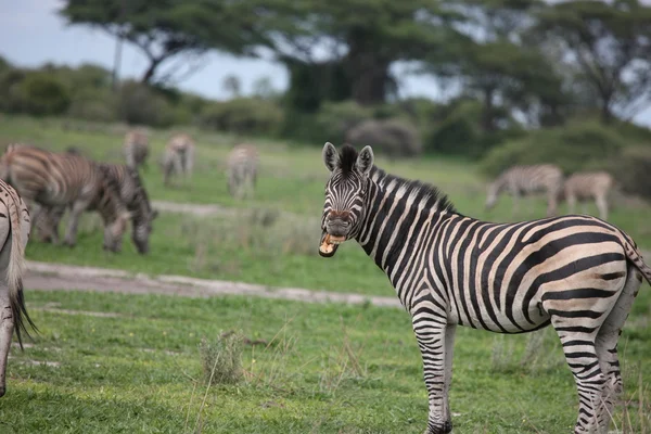 얼룩말 보츠와나 아프리카 사바나 야생 동물 사진 — 스톡 사진