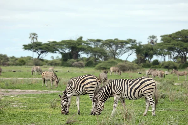 Zebra Afryka Botswana savannah dzikie zwierzęta picture — Zdjęcie stockowe