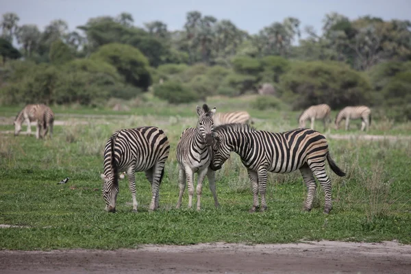 Zebra Botswana África savana animais selvagens imagem — Fotografia de Stock